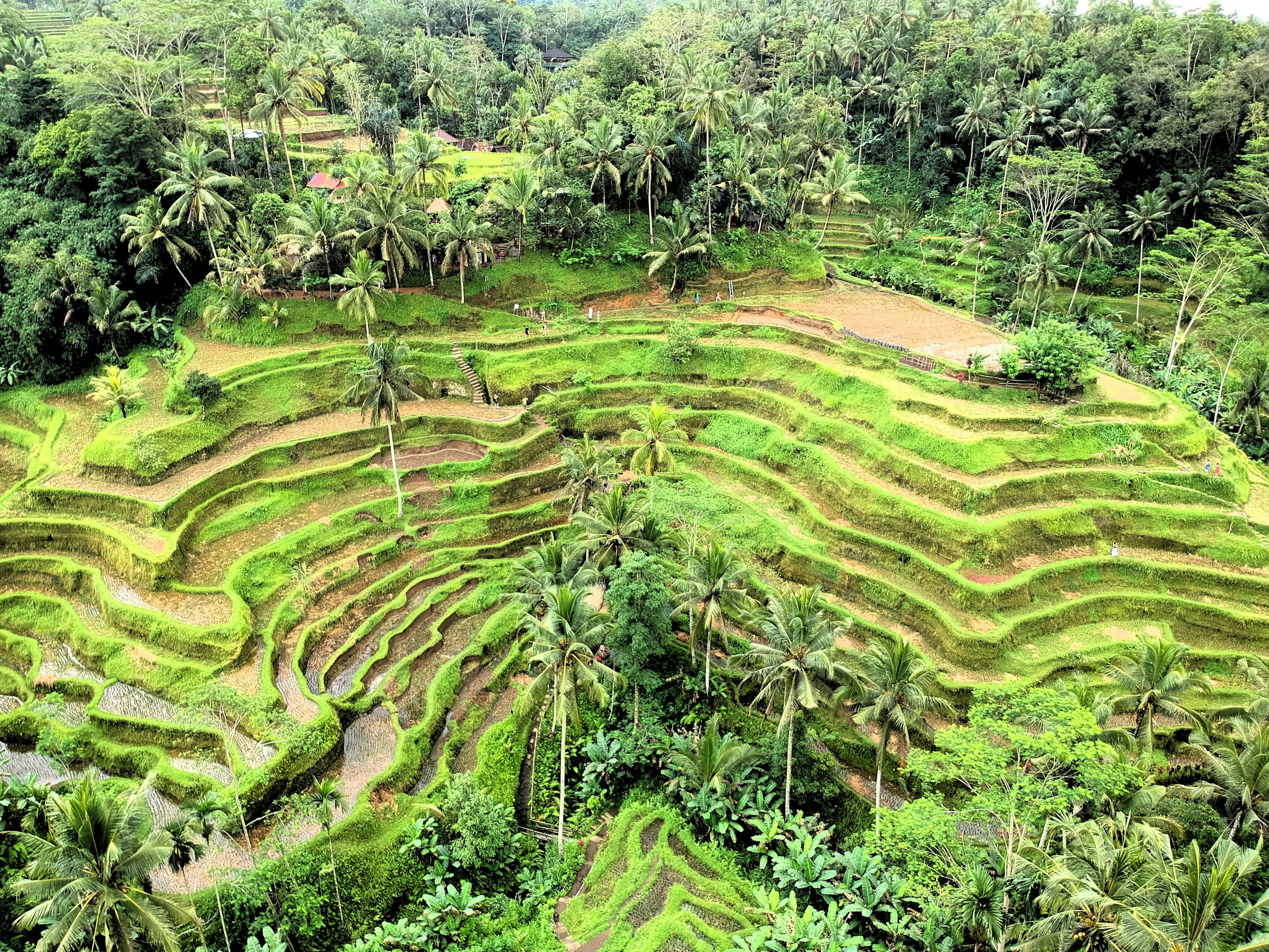 Lush green rice terraces and palm trees in Ubud, Bali